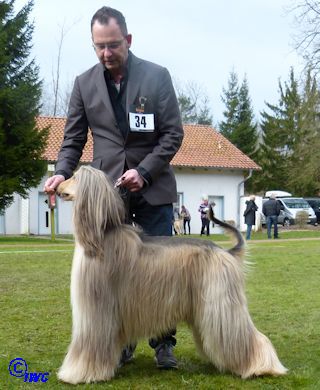 Batman – Beautiful – Afghan Hound – Show