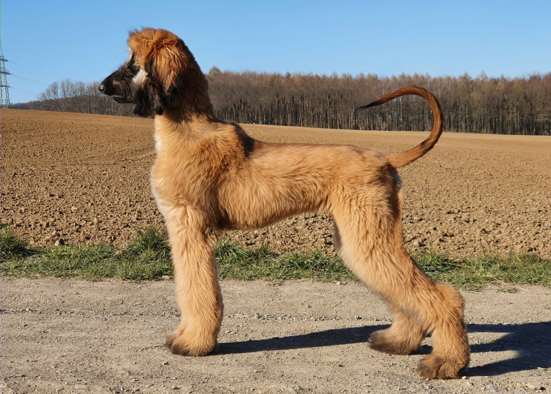 Zhazar – Perfektion – Red – Afghan Hound